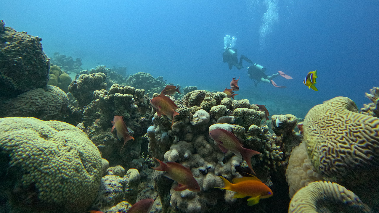 Rainbow Reef coral garden