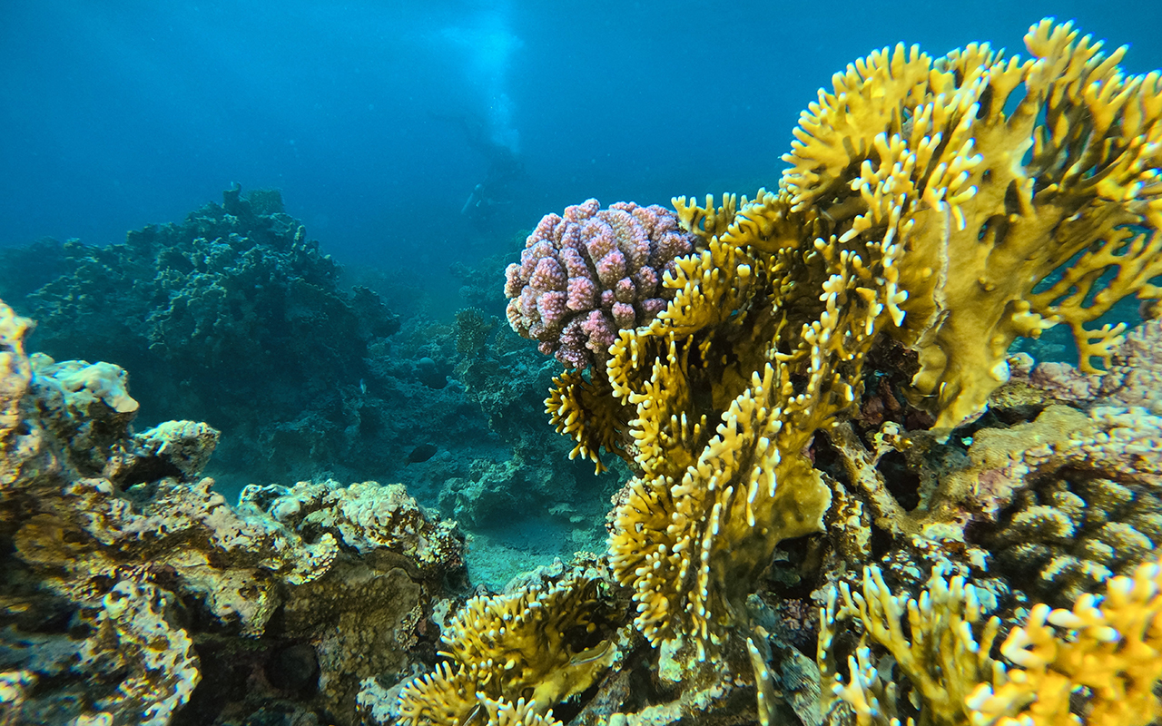 Snorkeler over vibrant reef